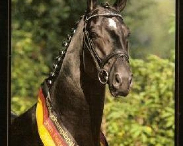 stallion Duino (Oldenburg, 2002, from Donnerschwee)