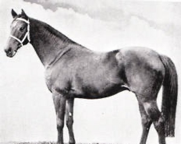 stallion Treasure Hunt xx (Thoroughbred, 1940, from Bahram xx)