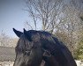 dressage horse Ingrid von Insterburg (Hanoverian, 2011, from Insterburg TSF)