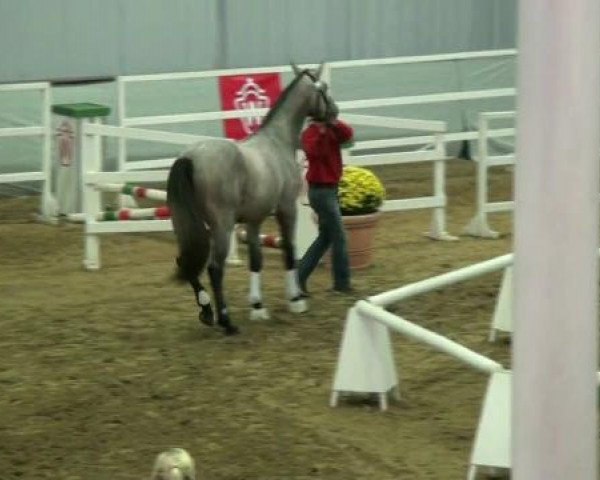 stallion Hengst von Camax L (Westphalian, 2010, from Camax L)