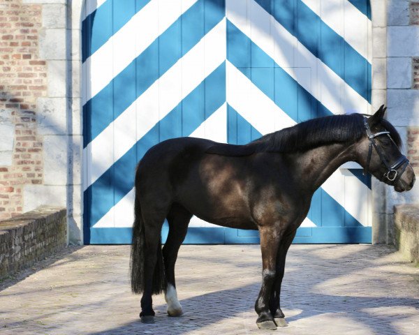 dressage horse Incy Lohn (KWPN (Royal Dutch Sporthorse), 2013)