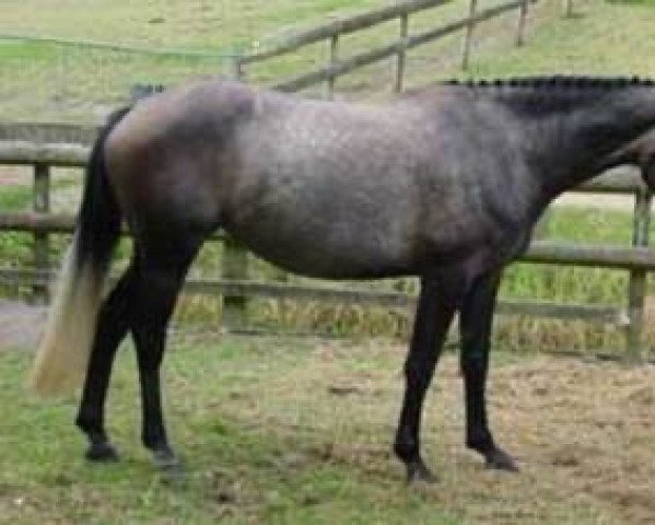 Zuchtstute Grandessa MH (Neuseeländisches Warmblut, 2001, von Gymnastic Star)