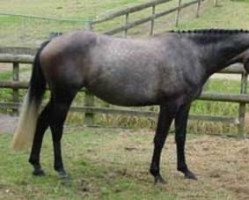 broodmare Grandessa MH (New Zealand Warmblood, 2001, from Gymnastic Star)