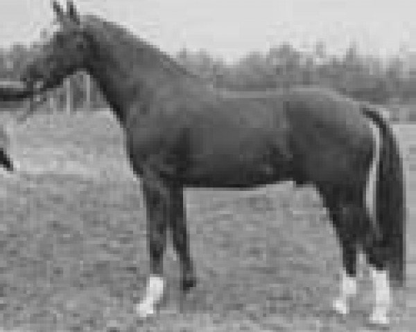 stallion Maykel (Dutch Warmblood, 1971, from Exilio xx)