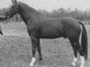 dressage horse Maykel (Royal Warmblood Studbook of the Netherlands (KWPN), 1971, from Exilio xx)