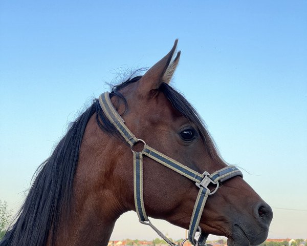 Zuchtstute WM Naßma (Vollblutaraber, 2016, von Naoufil ox)