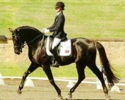 stallion Doringcourt (Hanoverian, 2003, from Dressage Royal)