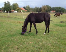 dressage horse Salimero 2 (Hanoverian, 2011, from Sarkozy 3)