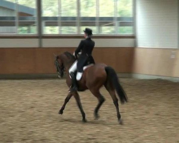 dressage horse Gut Kappelshof Rubinho (Rhinelander, 2002, from Rocket Star)