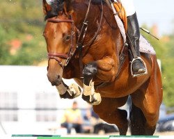 broodmare Cquimp (Oldenburg, 2007, from Quality 9)