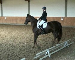 dressage horse Laurelia (Hanoverian, 2007, from Lauries Crusador xx)