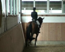 dressage horse Roccabar (Hanoverian, 2005, from Riedinger)