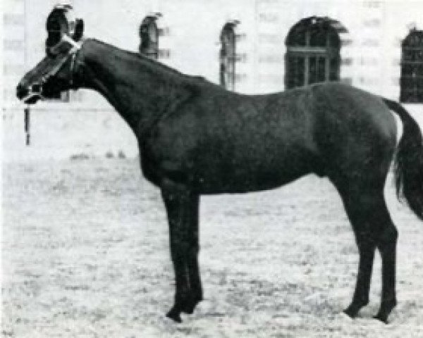 stallion Tanavar xx (Thoroughbred, 1960, from Tantième xx)