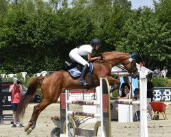 jumper Elaine 39 (German Sport Horse, 2011, from Carpalano)