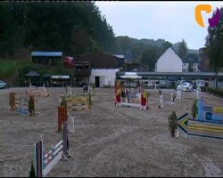 Deckhengst Land Star W (Hessisches Warmblut, 1998, von Lamoureux II)