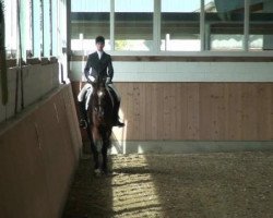 dressage horse For Freddy 2 (Westphalian, 2004, from For Keeps)