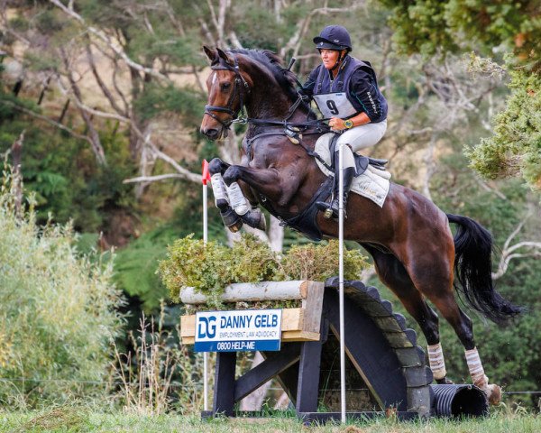 jumper Henton for Glory (New Zealand Warmblood, 2013, from For Edition)