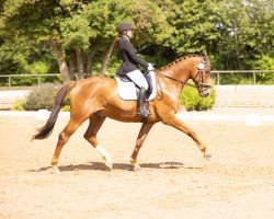 dressage horse Soncetto (Oldenburg, 2009, from Sorento OLD)