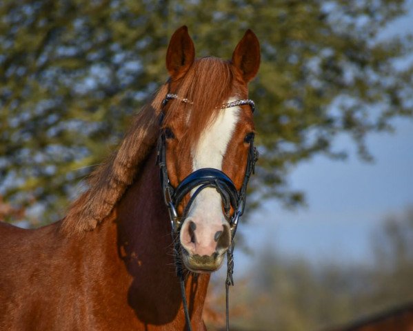 Springpferd Canberra (Deutsches Reitpony, 2018, von Chattanooga)