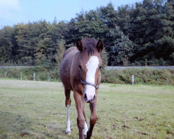 horse Nessie (German Riding Pony, 1994, from Nils)