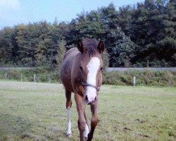 Pferd Nessie (Deutsches Reitpony, 1994, von Nils)