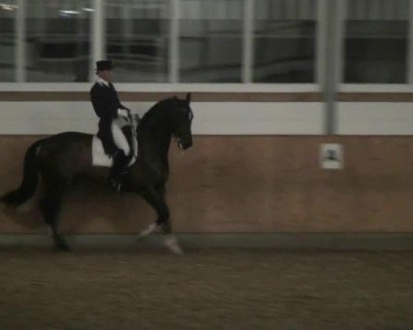 Dressurpferd V Power (KWPN (Niederländisches Warmblut), 2002, von Métall)