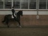 dressage horse V Power (KWPN (Royal Dutch Sporthorse), 2002, from Métall)