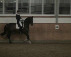 dressage horse V Power (KWPN (Royal Dutch Sporthorse), 2002, from Métall)