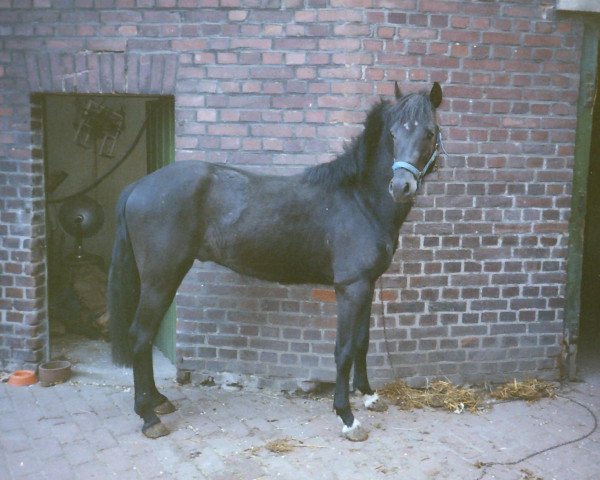 horse Carino (German Riding Pony, 1990, from Croupier)