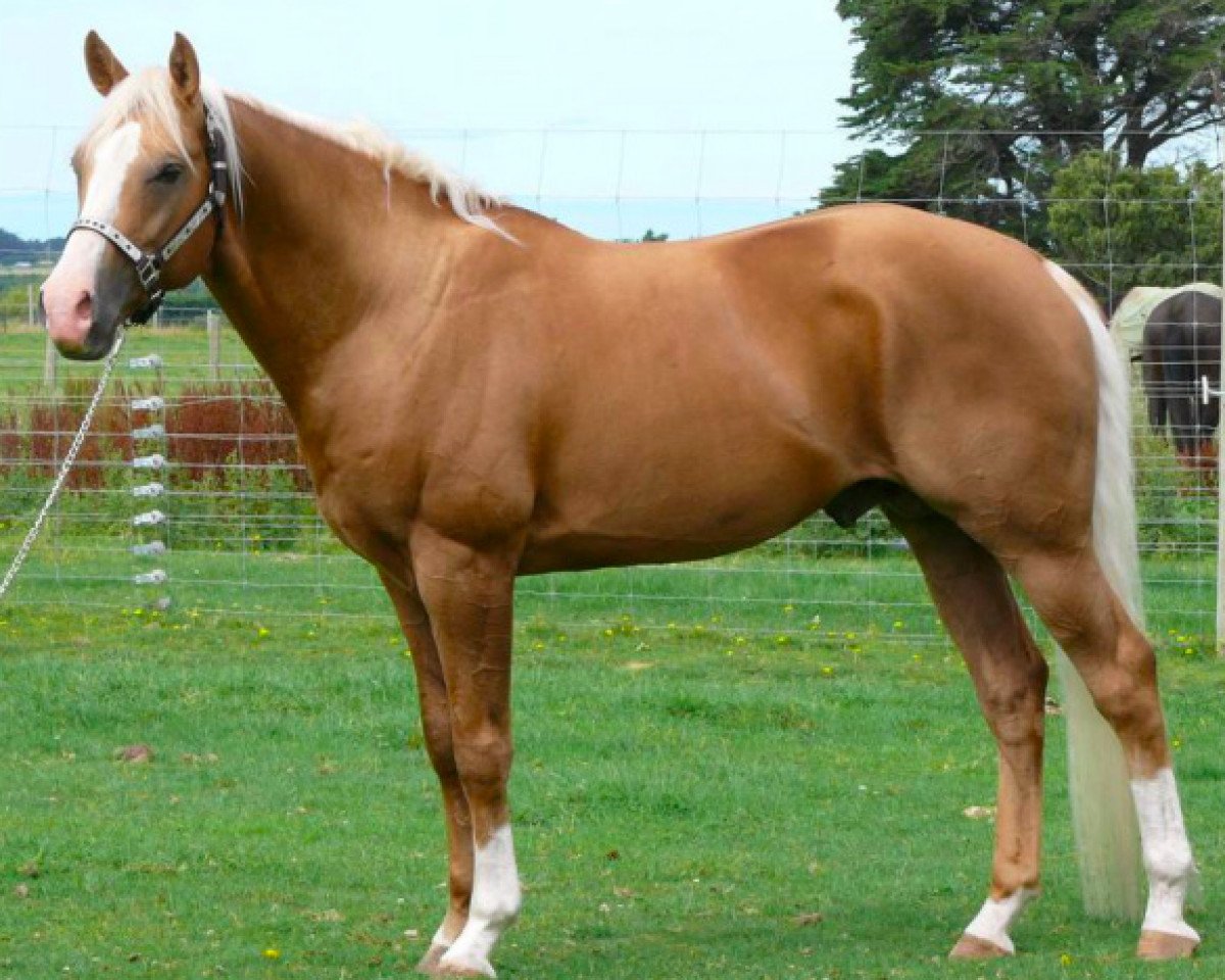 stallion Gotta Lotta Gold (Quarter Horse, 2002, from Docs Golden Pride)