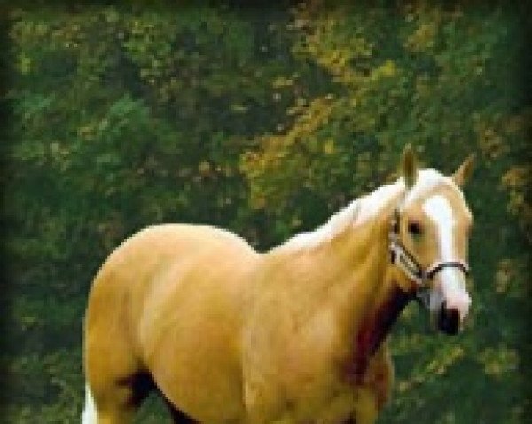 stallion Docs Golden Pride (Quarter Horse, 1995, from Docs Desperado)