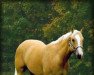 Deckhengst Docs Golden Pride (Quarter Horse, 1995, von Docs Desperado)