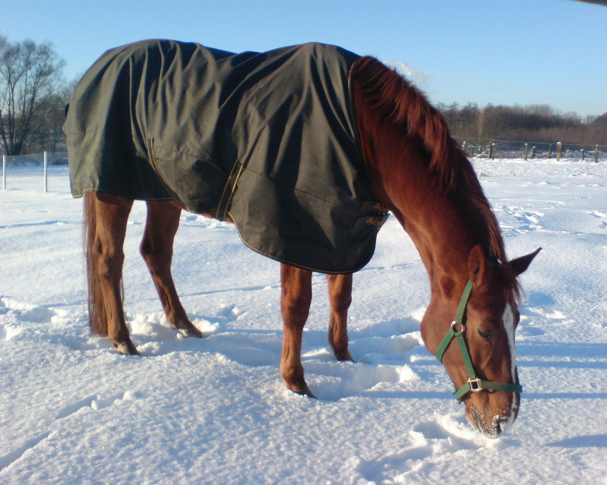 stallion Don Bolero 5 (Hanoverian, 1999, from Davignon I)