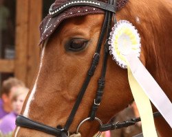 dressage horse Fylo Fax D (Hanoverian, 2000, from Federweisser)