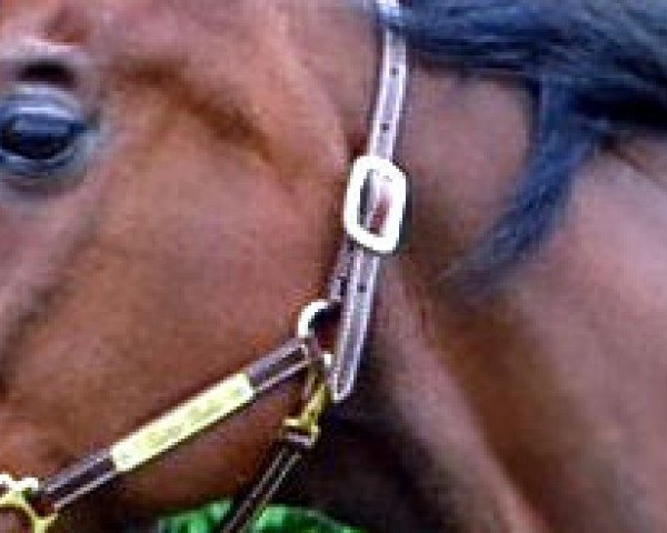 Pferd Sunn Nulu (Französischer Traber, 1991, von Lutin d'Isigny (FR))