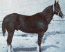 stallion Leo Reed (Quarter Horse, 1951, from Leo)