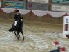 jumper No No Never (German Riding Pony, 2003, from Neckar)