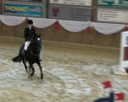 jumper No No Never (German Riding Pony, 2003, from Neckar)