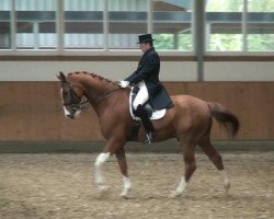 dressage horse Ravel 312 (Westphalian, 2003, from Rilke)