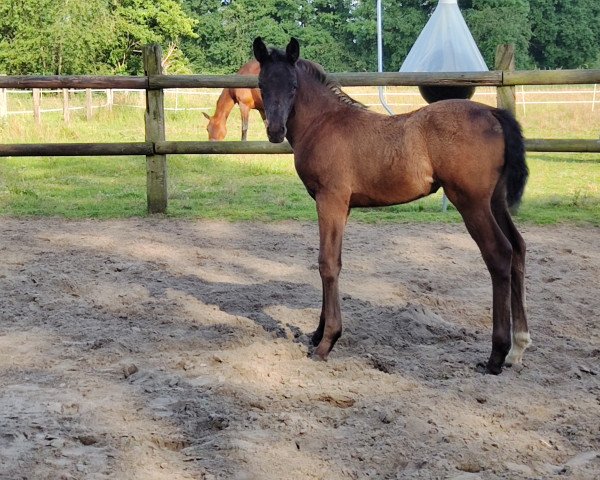 dressage horse Mygirl Taonga (Westphalian, 2022, from Majestic Taonga)