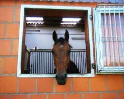 Springpferd Conkador (Holsteiner, 2007, von Carentan)