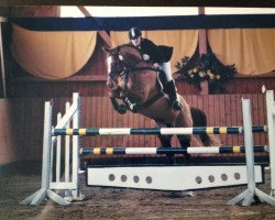 horse Merle 29 (Hanoverian, 1995, from Morning Star)