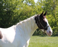 broodmare Zensi VDNH (Nederlands Rijpaarden en Pony, 2014, from McJonnas)