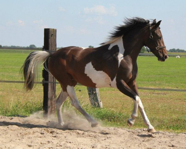 Zuchtstute Zazoe VDNH (Nederlands Rijpaarden en Pony, 2011, von As We Wish M)