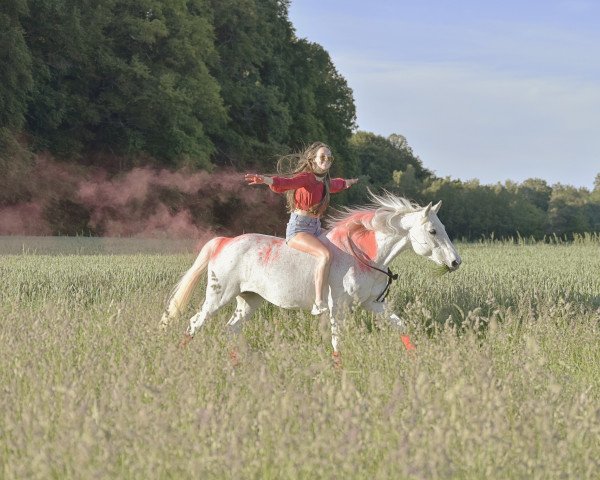 dressage horse Filomena W (Little German Riding Horse, 2003, from Farouche Le Blanc)