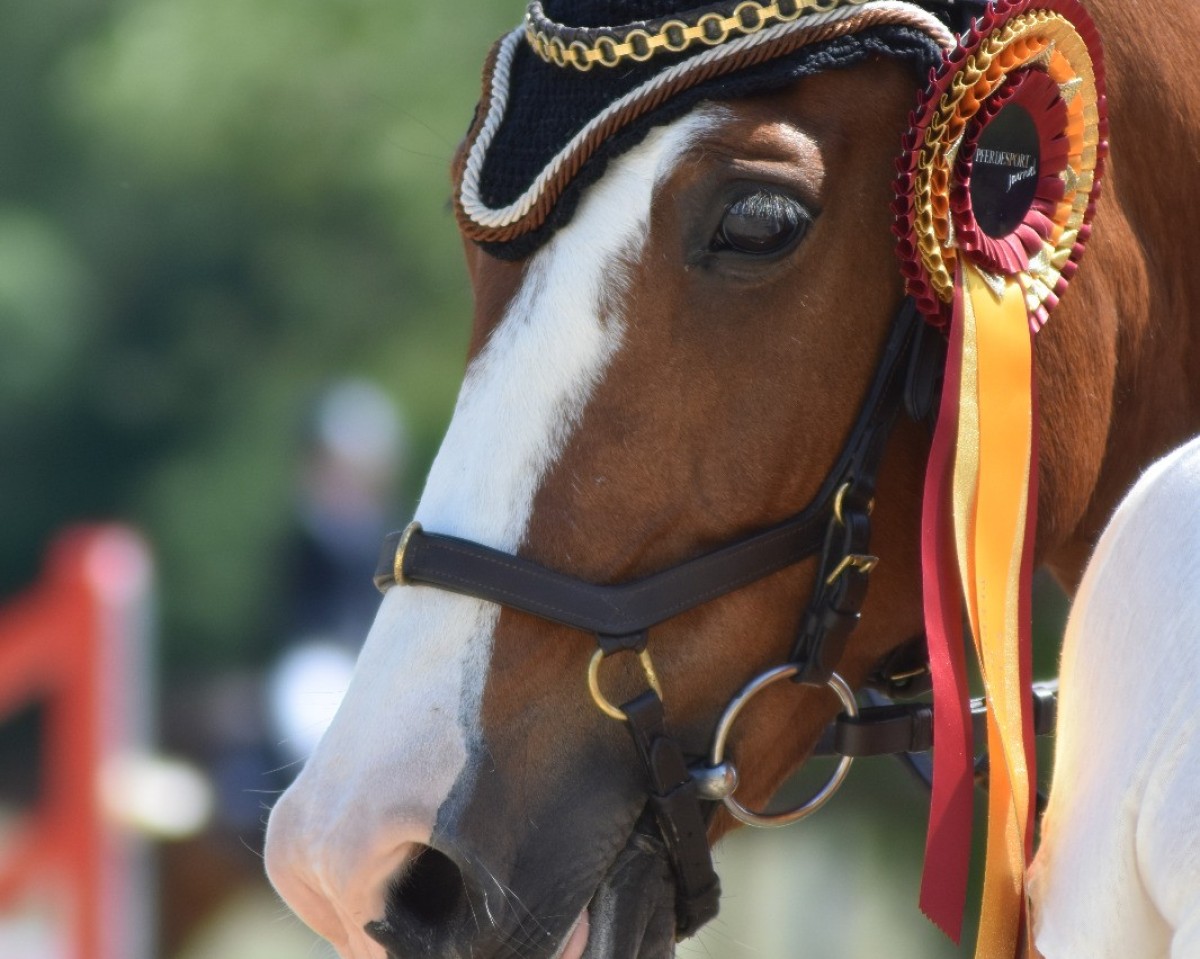 jumper Sulaatik's Mixed Marmelade (New Forest Pony, 2007, from Mescalero)