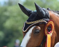 Springpferd Sulaatik's Mixed Marmelade (New-Forest-Pony, 2007, von Mescalero)