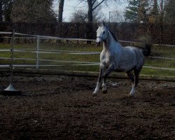 dressage horse Lambortini (Württemberger, 2003, from Los Alamos)