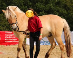 horse Silco (Fjord Horse, 2011, from Sirko)