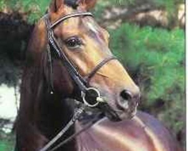 stallion Wall Street (Hanoverian, 1989, from Weltmeyer)